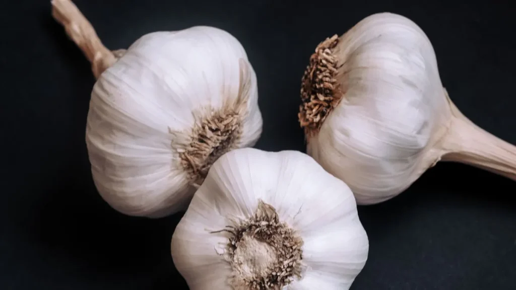 Comment faire de l'ail noir sans cuiseur à riz : têtes d'ail entières, point de départ de l'ail noir maison