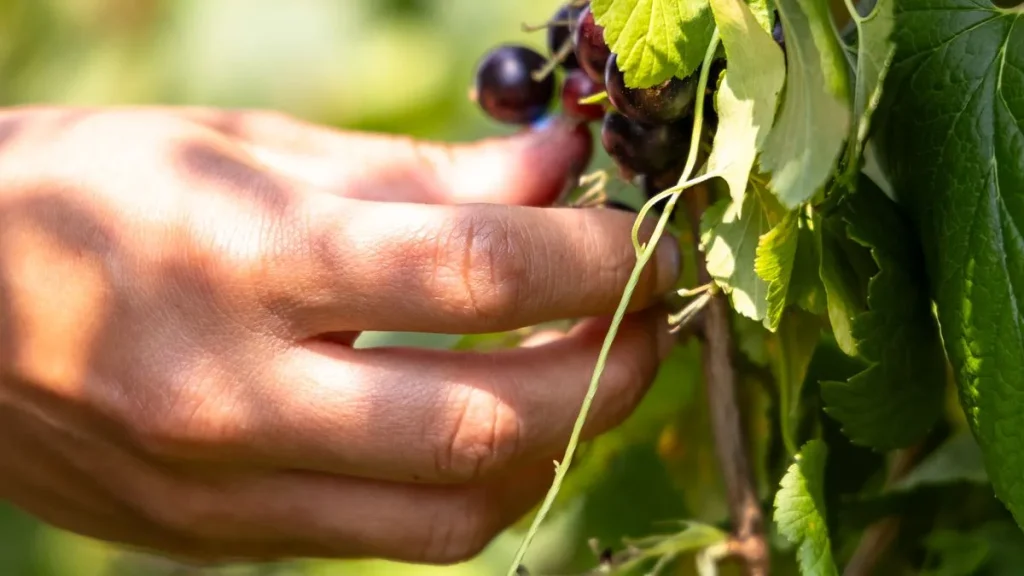 Comment faire de la liqueur de cassis : cueillette de baies de cassis mûres sur le buisson