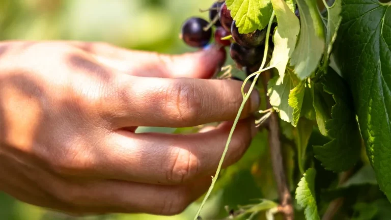 Comment faire de la liqueur de cassis : cueillette de baies de cassis mûres sur le buisson