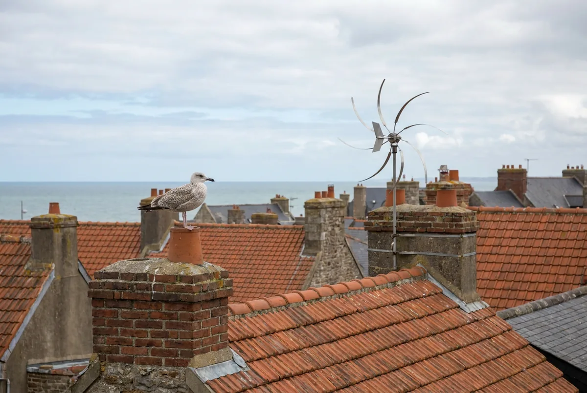 Goéland posé sur une cheminée à côté de pics rotatifs anti-oiseaux installés sur un toit voisin
