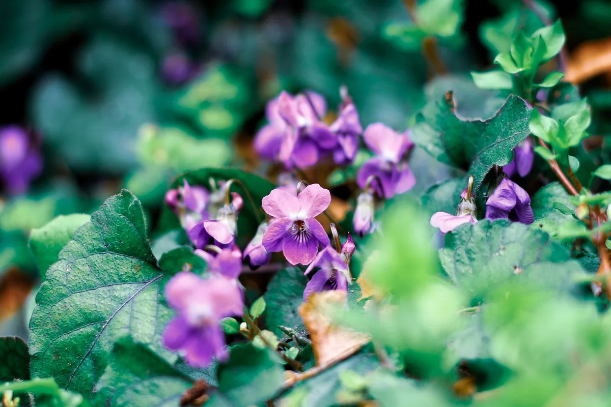 Violettes odorantes en fleurs au milieu de leurs feuilles en cœur dans un sous-bois, prêtes à cueillir pour un sirop de violette